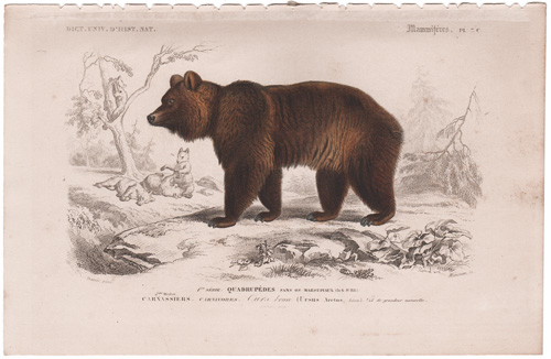 Brown Bear